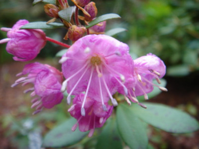 Kalmiopsis_laectiana_2.JPG