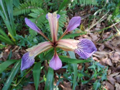Iris foetidissima Barbara.jpg