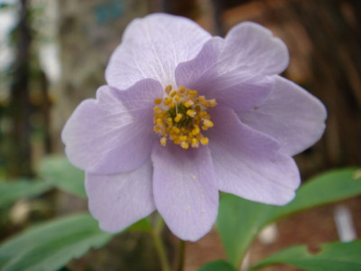 Anemone_nemorosa_Allenii.JPG