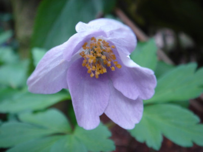Anemone_nemorosa_Heavenly_Blue_.JPG