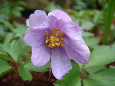 Anemone_nemorosa_Robinsoniana_.JPG