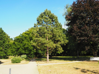 Pinus 22.6.22ue.JPG