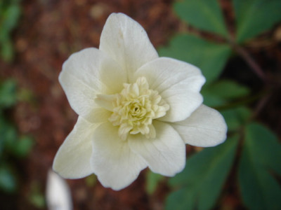 Anemone_nemorosa_B13_1.JPG