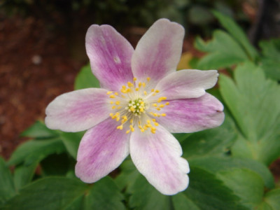 Anemone_nemorosa_B2.JPG