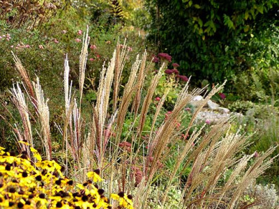 miscanthus_oberm_teich.jpg