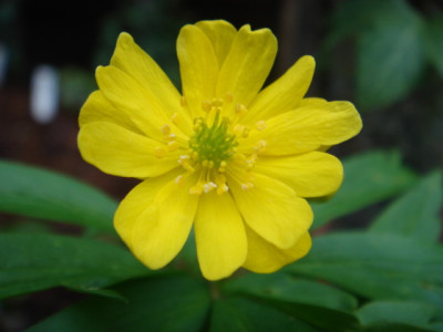 Anemone_ranunculoides_Semiplena.JPG
