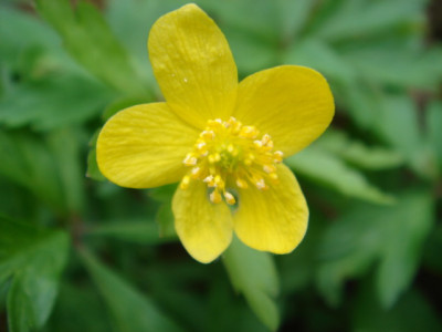 Anemone_ranunculoides_1.JPG