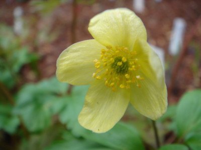 Anemone_x_intermedia_Vindobonensis_1.JPG