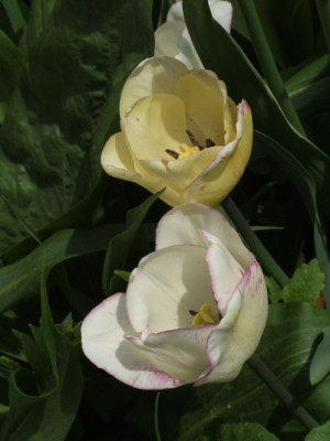 DSCF6745.jpg
