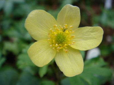 Anemone_x_lipsiensis_Wiadobensis.JPG