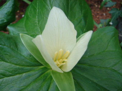Trillium_chloropetalum_1.JPG