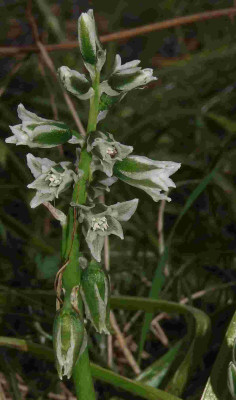 Ornithogalum_boucheanum.jpg