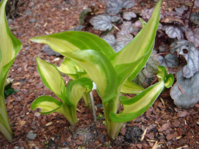 Hosta_Geisha.JPG