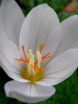 crocus_unbestimmt.jpg