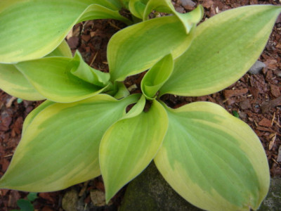 Hosta_Citation.JPG