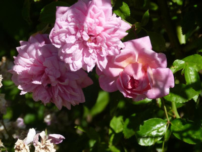 P1090043.JPG