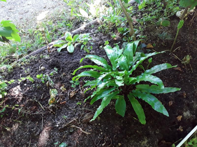 Asplenium.jpg