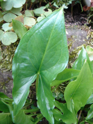 Arisarum_proboscideum_Blatt.JPG