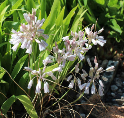 allium kunthianum22.jpg