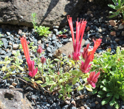 Monardella macrantha22.jpg