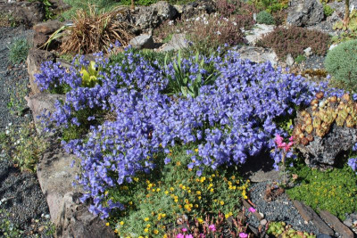 Campanula cochleariifolia22.jpg