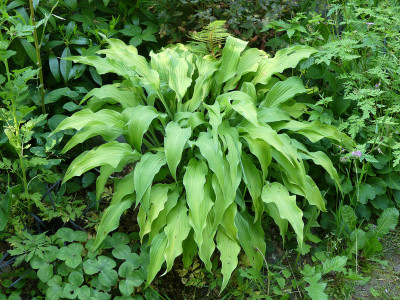 2021-06-07 Hosta 'Curly Fries' 1.jpg