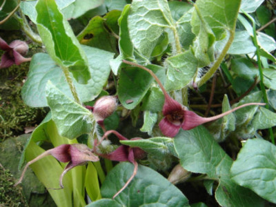Asarum_lemmonii_.JPG