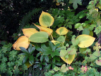 hosta_herbst_1.jpg