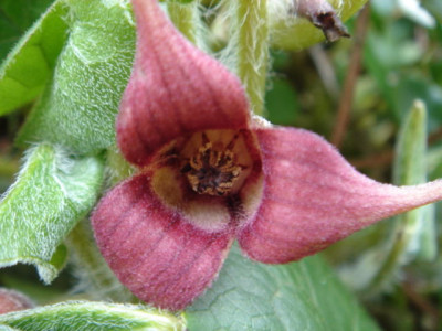 Asarum_lemmonii_Blute.JPG