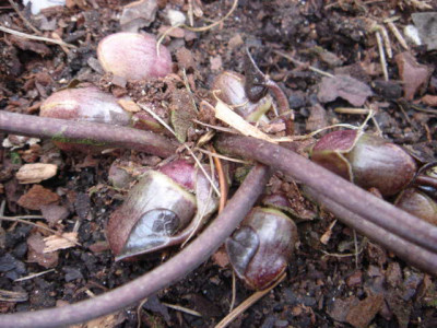 Asarum_shuttleworthii.JPG