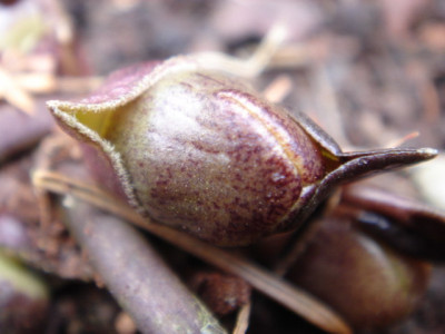 Asarum_shuttleworthii_2.JPG