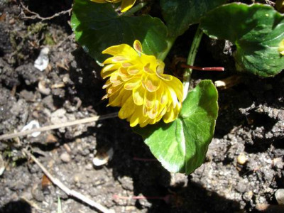 Groenanderung_DSC03491.JPG