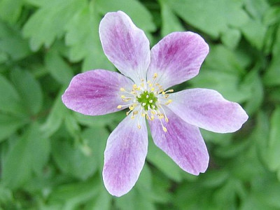 Anemone_nemorosa_rosa_verbluhend_92431.jpg