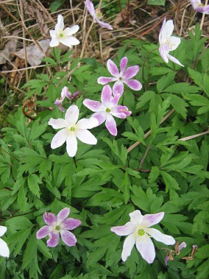 Anemone_nemorosa_rosa_verbluhend_92421.jpg