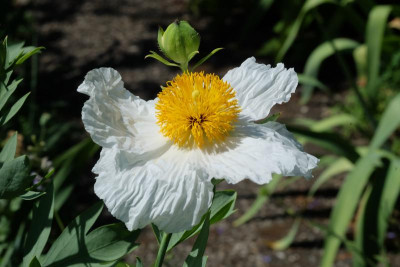 DSCF6679.JPG