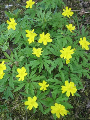 Anemone_ranunculoides_92411.jpg