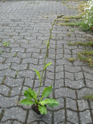 unbekannt 2 (2).JPG