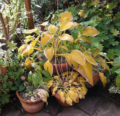 hosta_okt_oben.jpg