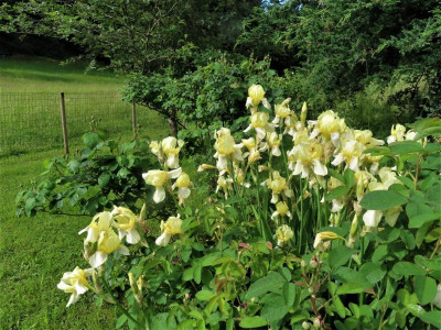 irisflavescens1.JPG