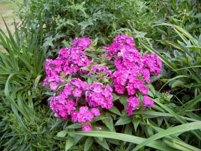 Phlox unbekannt.jpg