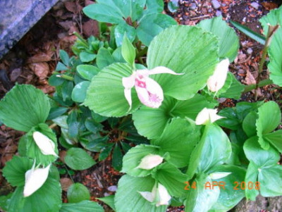 Cyp._formosana.JPG