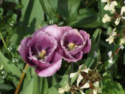 DSCF6747.jpg