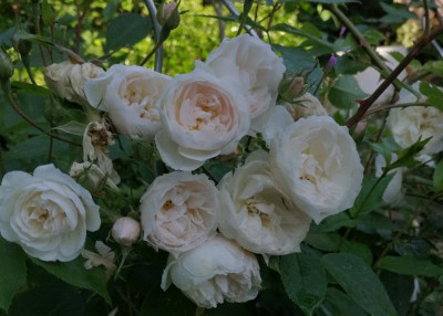 Mme d Arblay JUN2022.jpg