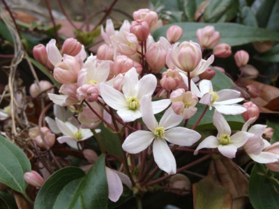 DSCF6417.jpg