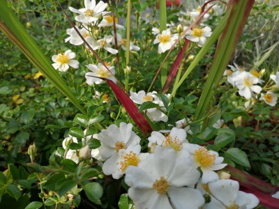 Sternenflor24062022.jpg