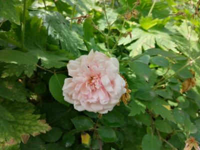 Albertine_20220624.jpg