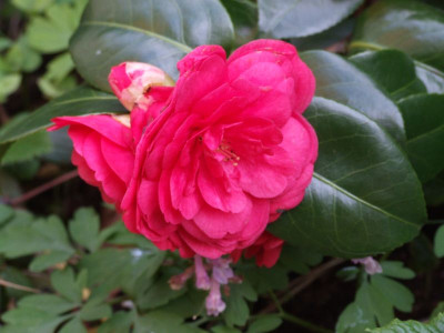 DSCF6452.jpg