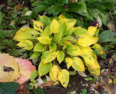 hosta_okt_unten.jpg
