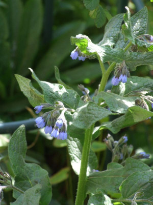 DSCF6684.jpg