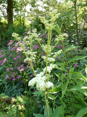 Sorbus 2.JPG